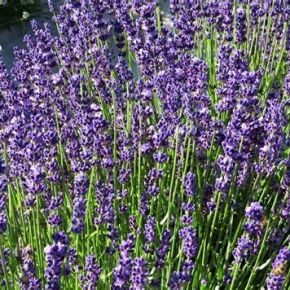 Lawenda wąskolistna HAVANA