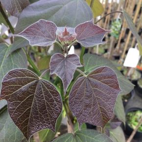 Catalpa (surmia) Purpurea 140-160 cm