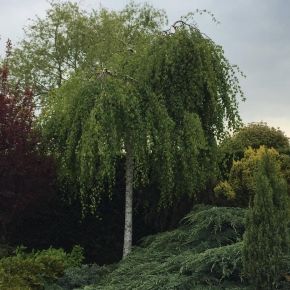 Brzoza zwisająca YOUNGII 