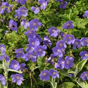 Bodziszek himalajski BABY BLUE