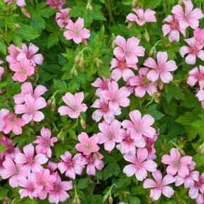 Bodziszek WARGRAVE PINK