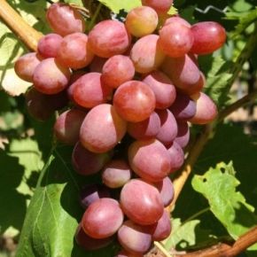 Winogrono WIKTORIA 5