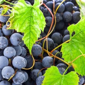 Winogrono MUSCAT BLEU