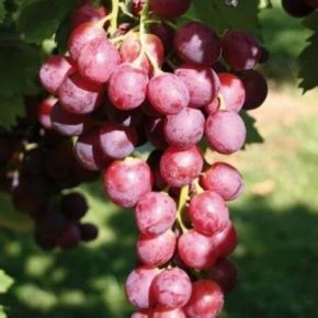 Winogrono SVENSON RED
