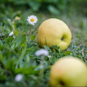 Jabłoń CYTRYNÓWKA PRZEDWOJENNA