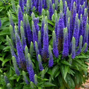 Przetacznik kłosowy ROYAL CANDLES