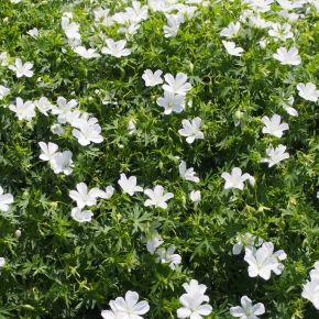 Bodziszek czerwony ALBUM