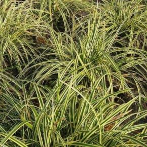 Turzyca Morrowa VANILLA ICE 