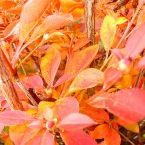 Enkiant dzwonkowaty PRETTYCOAT