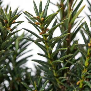 Cis pośredni STRAIGHT HEDGE