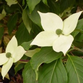 Dereń kousa TEUTONIA