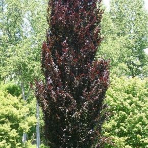 Buk pospolity DAWYCK PURPLE 