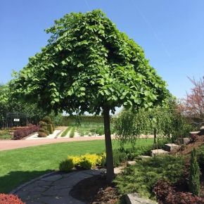 Wiąz górski  CAMPERDOWNII 140 cm 