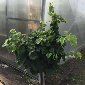 Lipa drobnolistna LICO 120-140 cm 