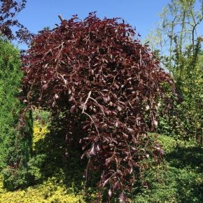 Buk PURPUREA Pendula 140-160 cm 