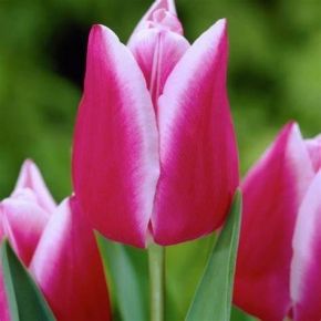 Tulipan LEO VISSER