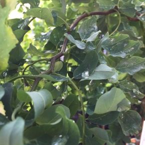 Robinia akacjowa TORTUOSA 80-120 cm 