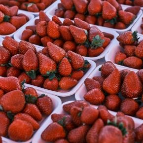 Truskawka powtarzająca ZWISAJĄCA