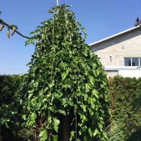 Morwa PENDULA 140 cm 