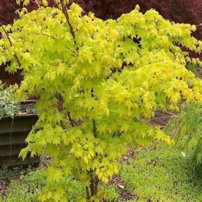 Klon palmowy SUMMER GOLD