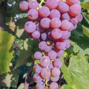 Winogrono RELIANCE bezpestkowe