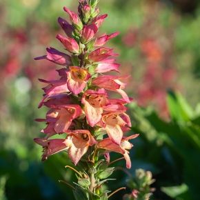 Naparstnica RISING PHOENIX