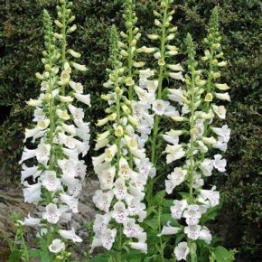 Naparstnica purpurowa DOTTIE WHITE