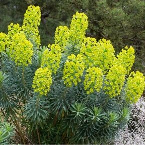 Wilczomlecz WULFENII