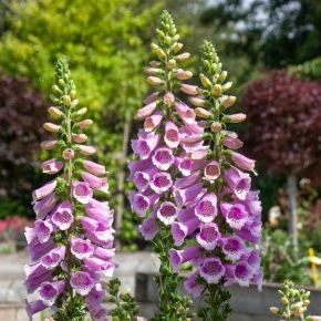 Naparstnica purpurowa DOTTIE WARM ROSE
