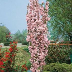 Wiśnia piłkowana AMANOGAWA 140-160 cm 