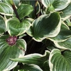 Hosta SORBET