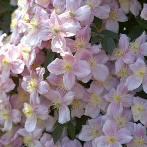 Powojnik montana 'Mayleen'