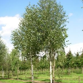 Brzoza pożyteczna DOORENBOS 120-140 cm