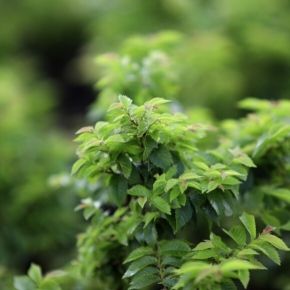 Wiąz holenderski JACQUELINE HILLIER na pniu 100-120 cm