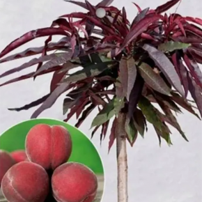 Brzoskwinia MINI karłowa CZERWONA 