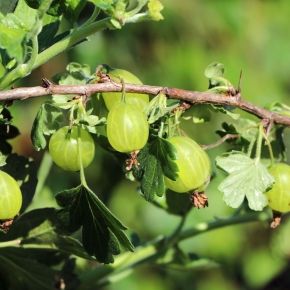 Agrest Biały  MUCURINES na PNIU