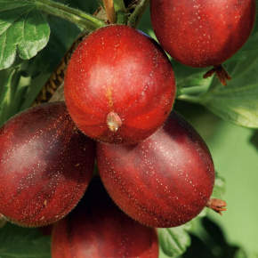 Agrest HINNONMAKI Rot krzew 