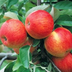 Jabłoń AUGUSTKA