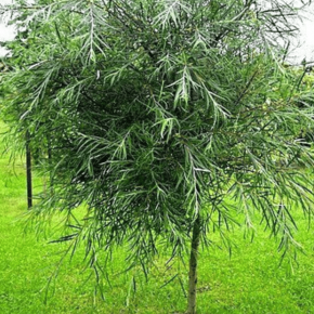 Wierzba PALMOWA na PNIU