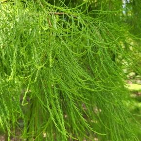 Cyprysik błotny NUTANS