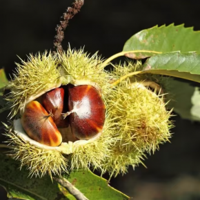 Kasztan jadalny szczepiony MARRONE DI MARRADI