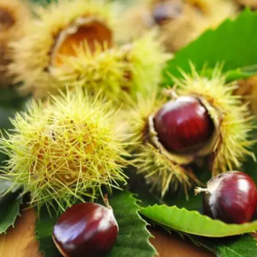 Kasztan jadalny szczepiony BOUCHE DE BETLIZAC