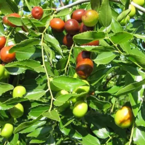 Jujuba, daktyl chiński  THORNLESS