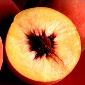 Brzoskwinia HARBINGER