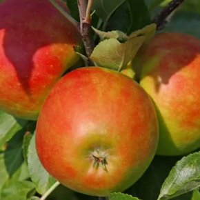 Jabłoń BRAEBURN