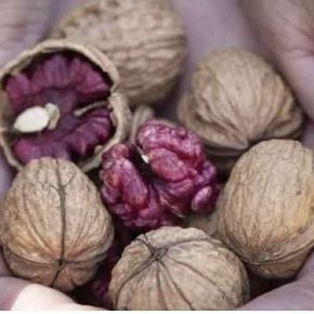 Orzech włoski szczepiony WIŚNICZ CZERWONY