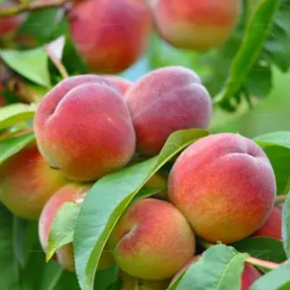 Brzoskwinia KIJOWSKA WCZESNA