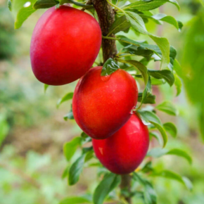 Śliwa japońska KOMETA