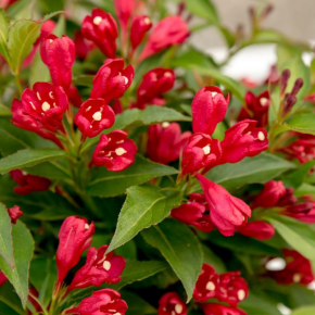 Krzewuszka ALL SUMMER RED