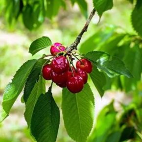 Wiśnia MINI PIEMONT